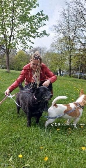 Pet Sitter SIBIU . Cazare temporară câini si pisici