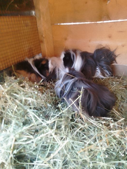 Rate românești de vânzare