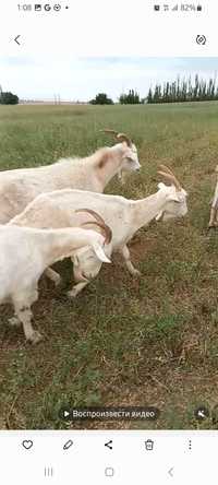 Продаю козу двойная 1,5 литров в день есть молоко 1лит 800