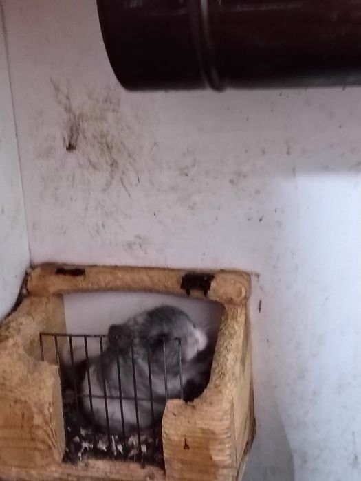 Чинчили две мъжки