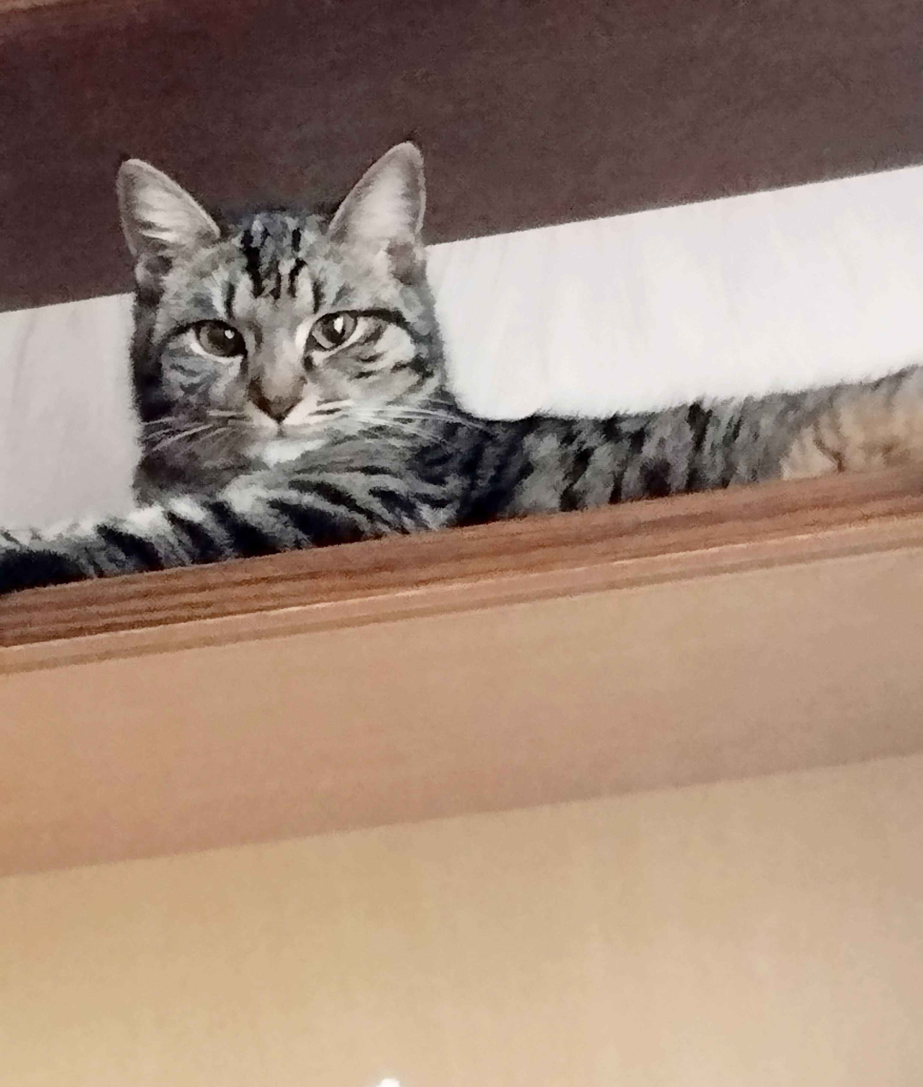 Отдам кошечку в добрые руки .