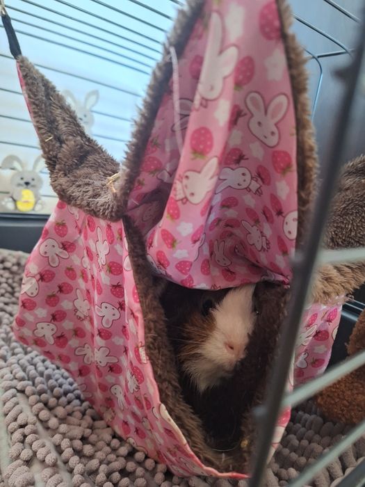 Porcușor de guineea