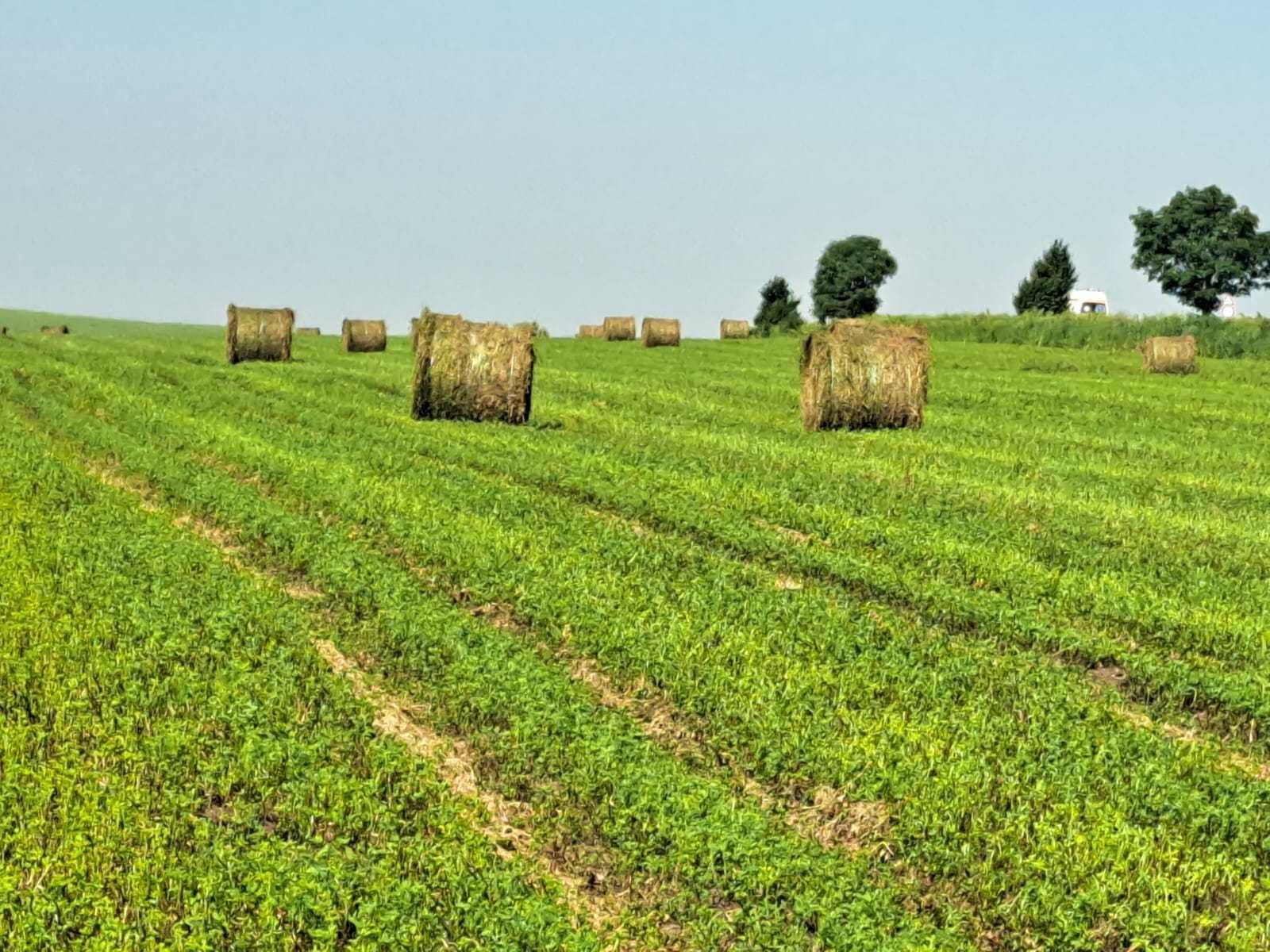 Vând baloți lucernă producția 2025