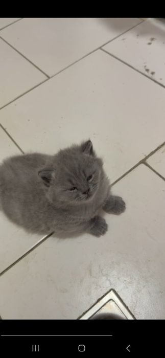 Skodish fold va strayd bolasi