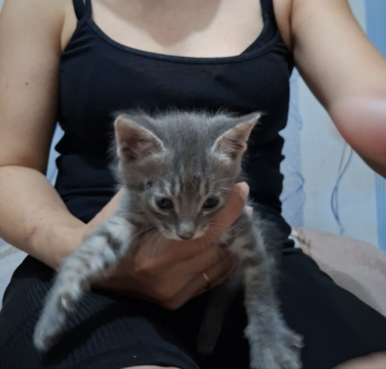 Отдам котят в хорошие руки