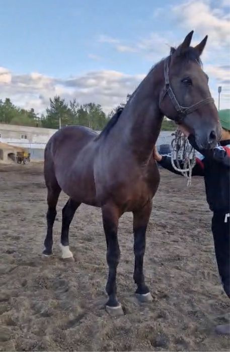 Продам Американского рысака иноходец