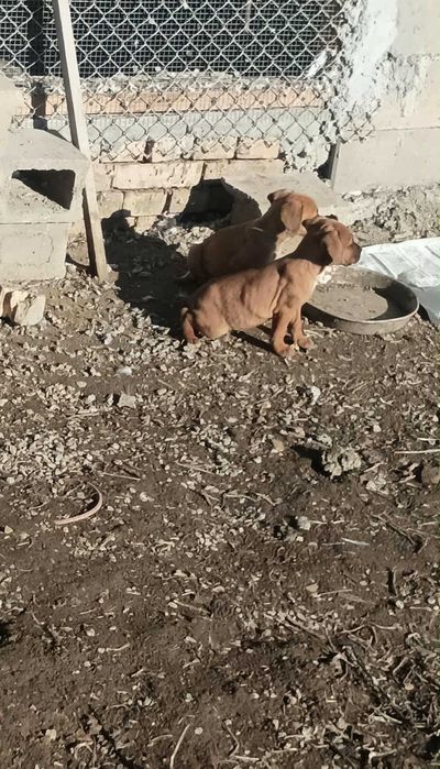 Кане Корсо Мелез