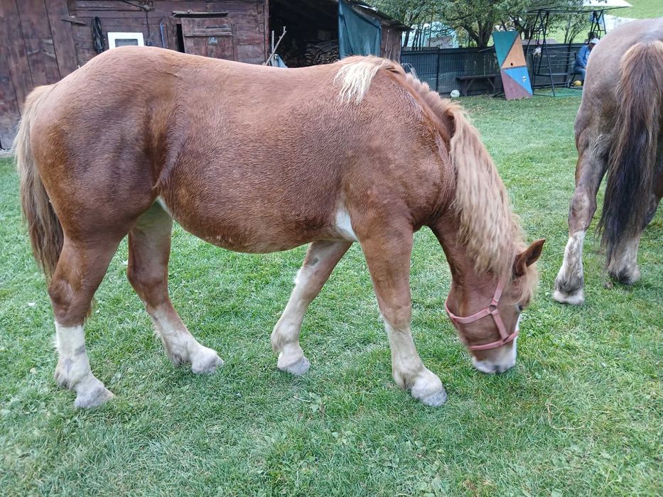 Vand manza de un an jumate