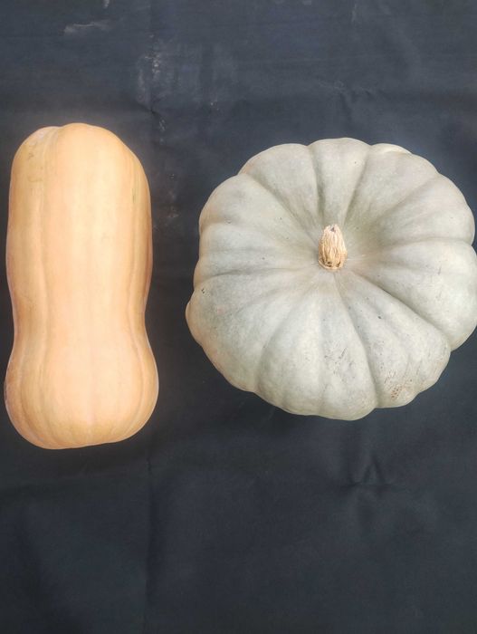 Тикви Сампсон,Матилда