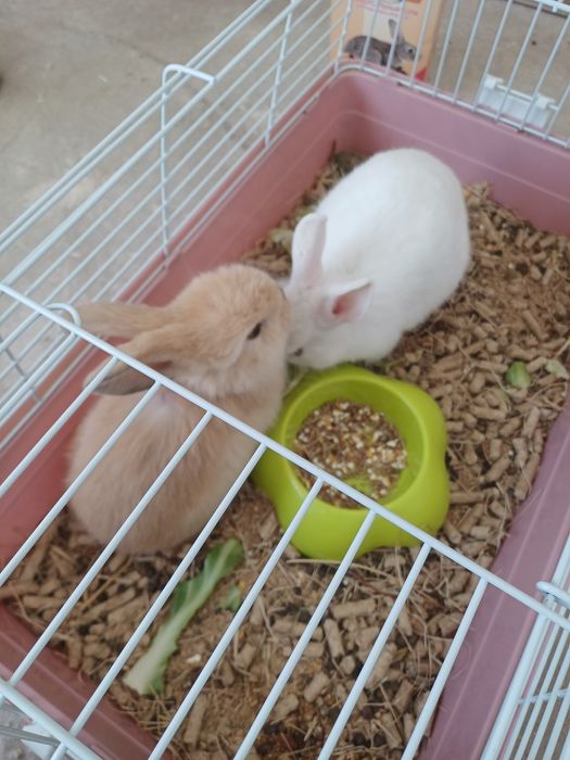 Karlik quyon sotiladi