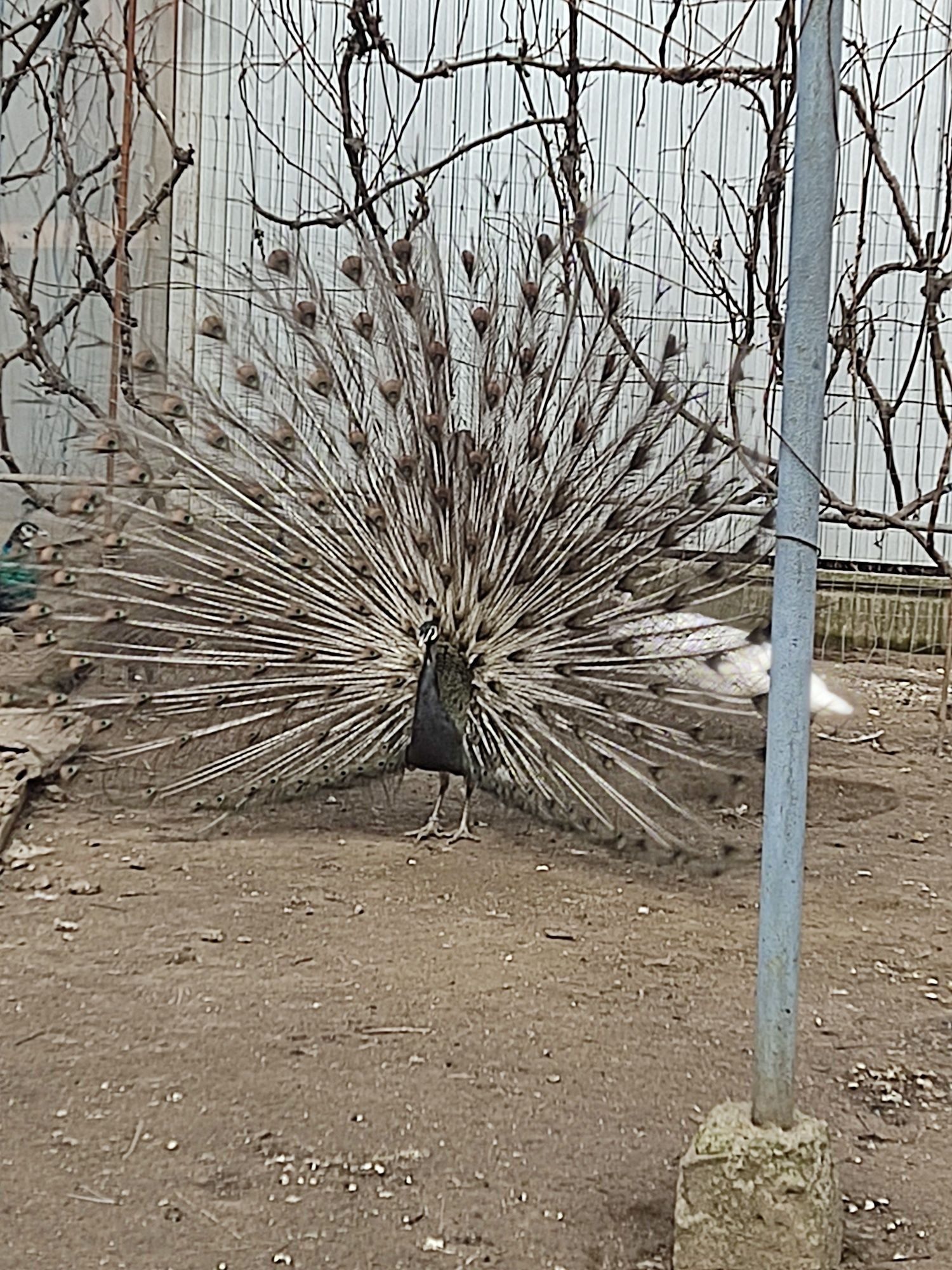 Vând/Schimb păun opal