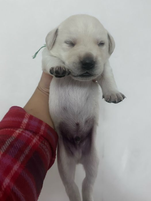 Готовятся к бронированию щенки лабрадора ретривера