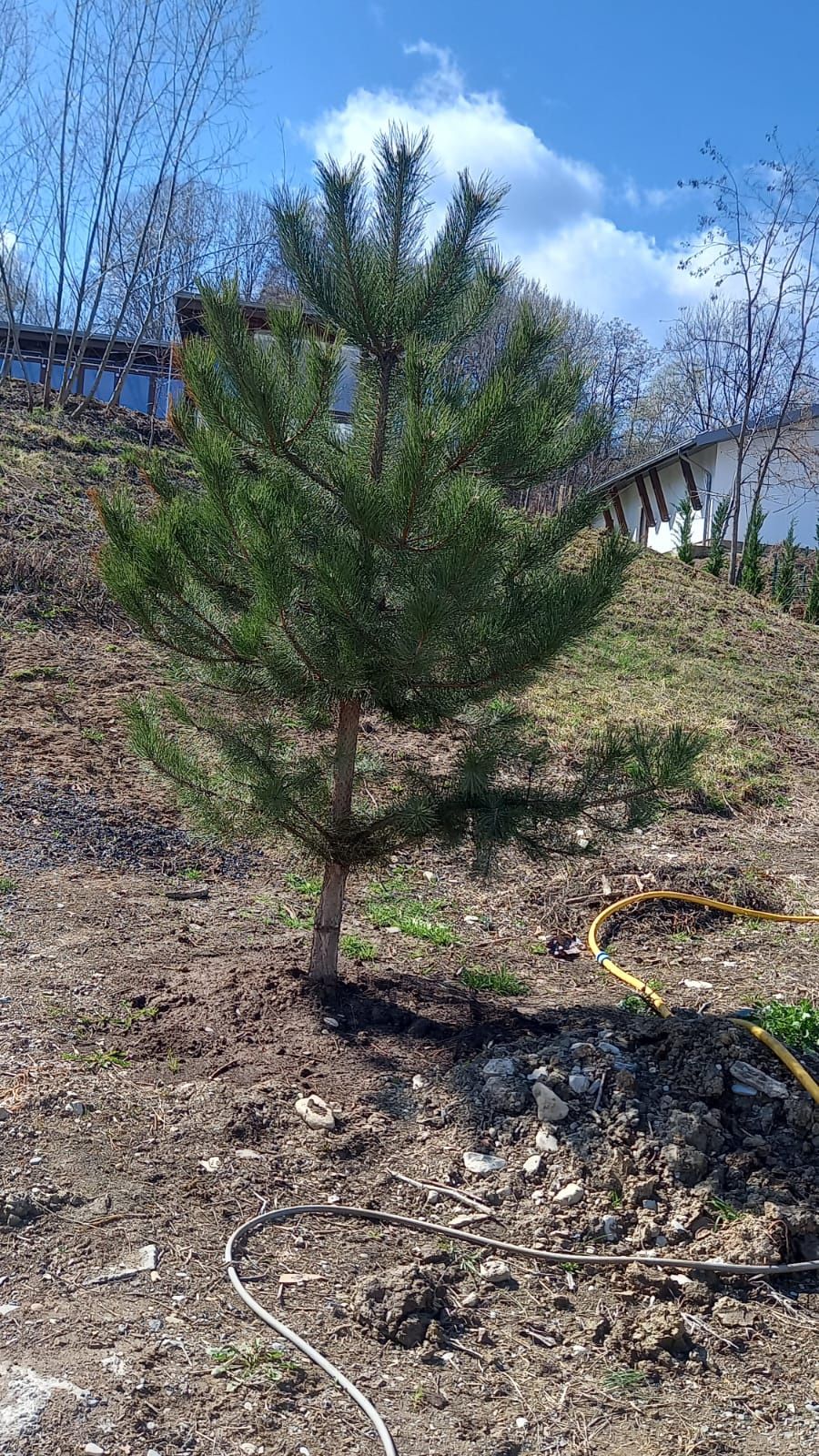 Amenajez spati verzi plante ornamentale gazon rulou