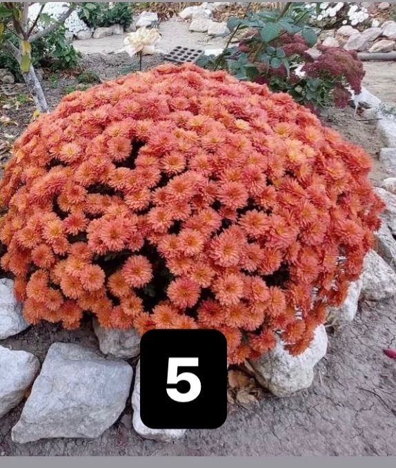 Мультифлора (хризантема шаровидная)