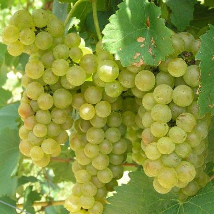 Vita de vie Nobila  soiuri albe de vin
