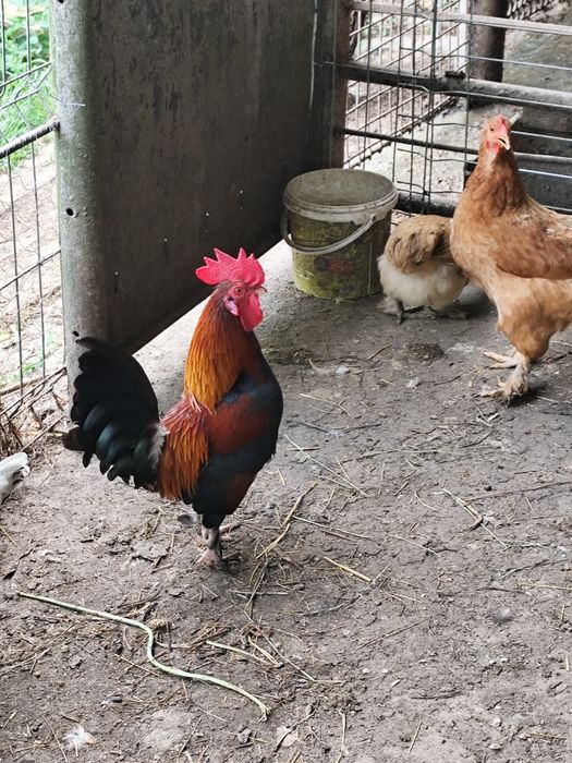 Vând  cocoș pitic
