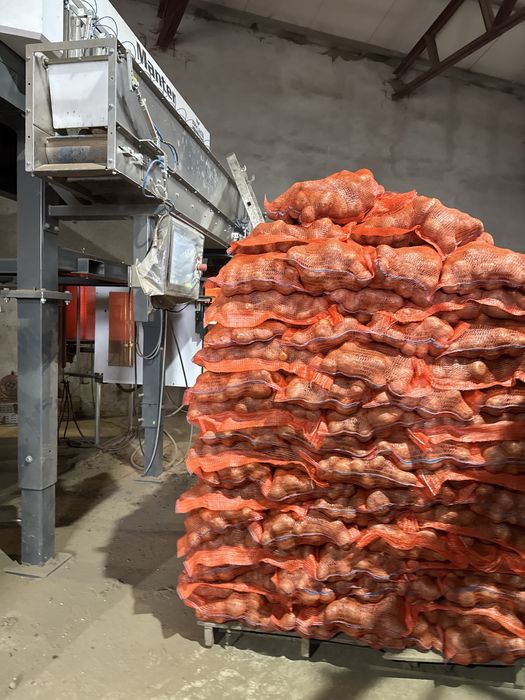 Cartofi Laura si Agria