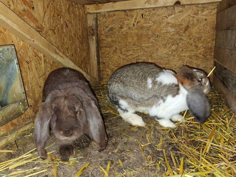 Iepuri rex dalmatian, berbec german, secuiesc