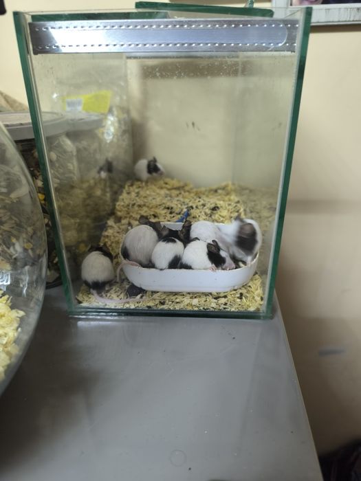 Подарявам Мишки панда