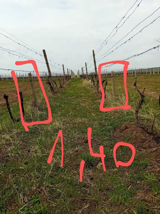 Șpalieri scurți/Tutori din beton de vinzare