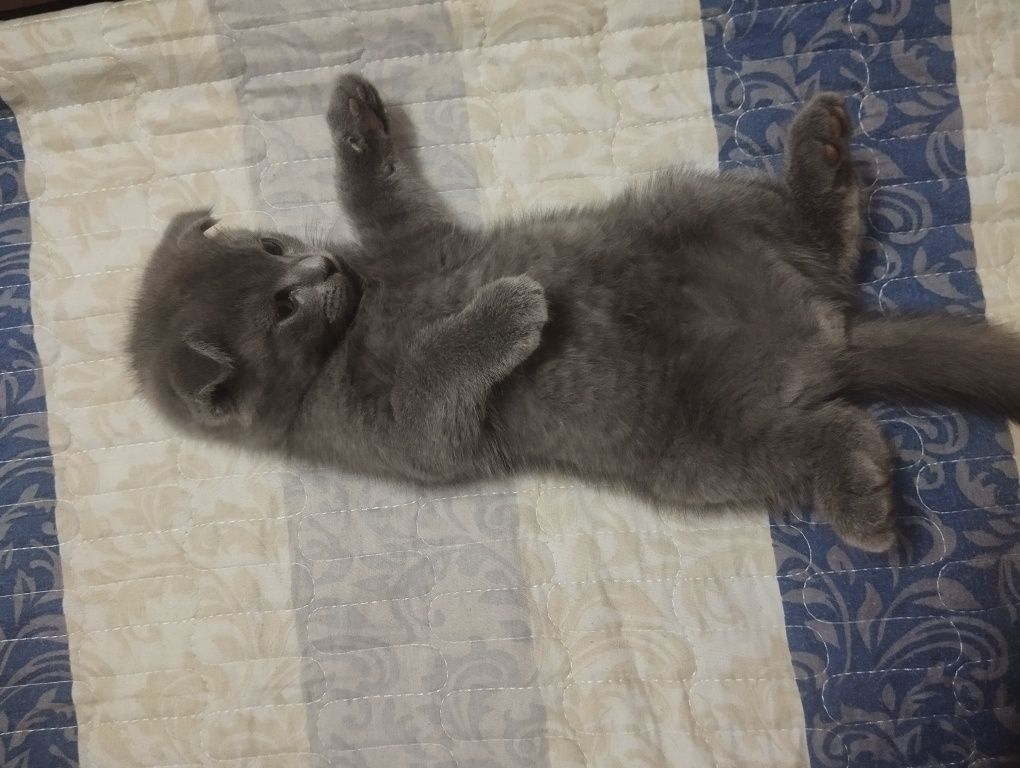 Продается котёнок скоттиш фолд мальчик 2 мес