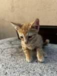 Donez motanel tigrat roscat 2 luni