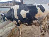 молочные коровы голштин