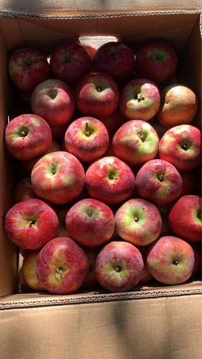 Апорт с доставкой