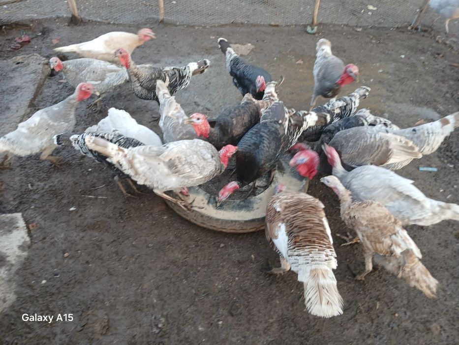 La schimb cu gaini bracman  curcan