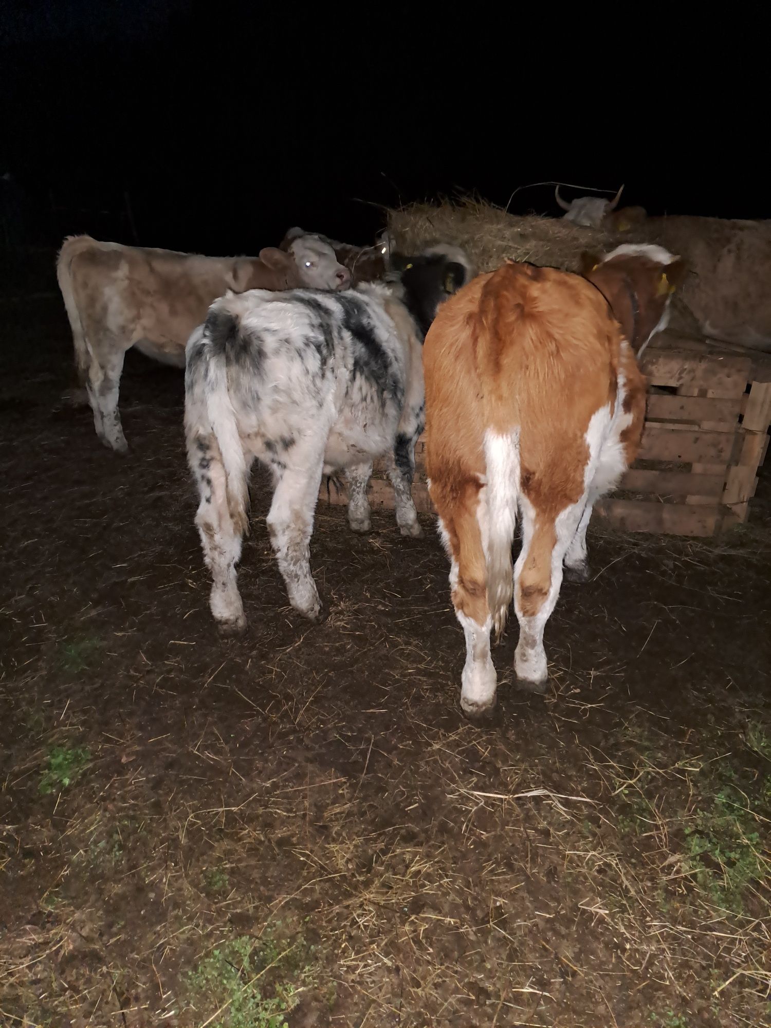 Vând 2 vitele bălțată românească și un tauras belgian