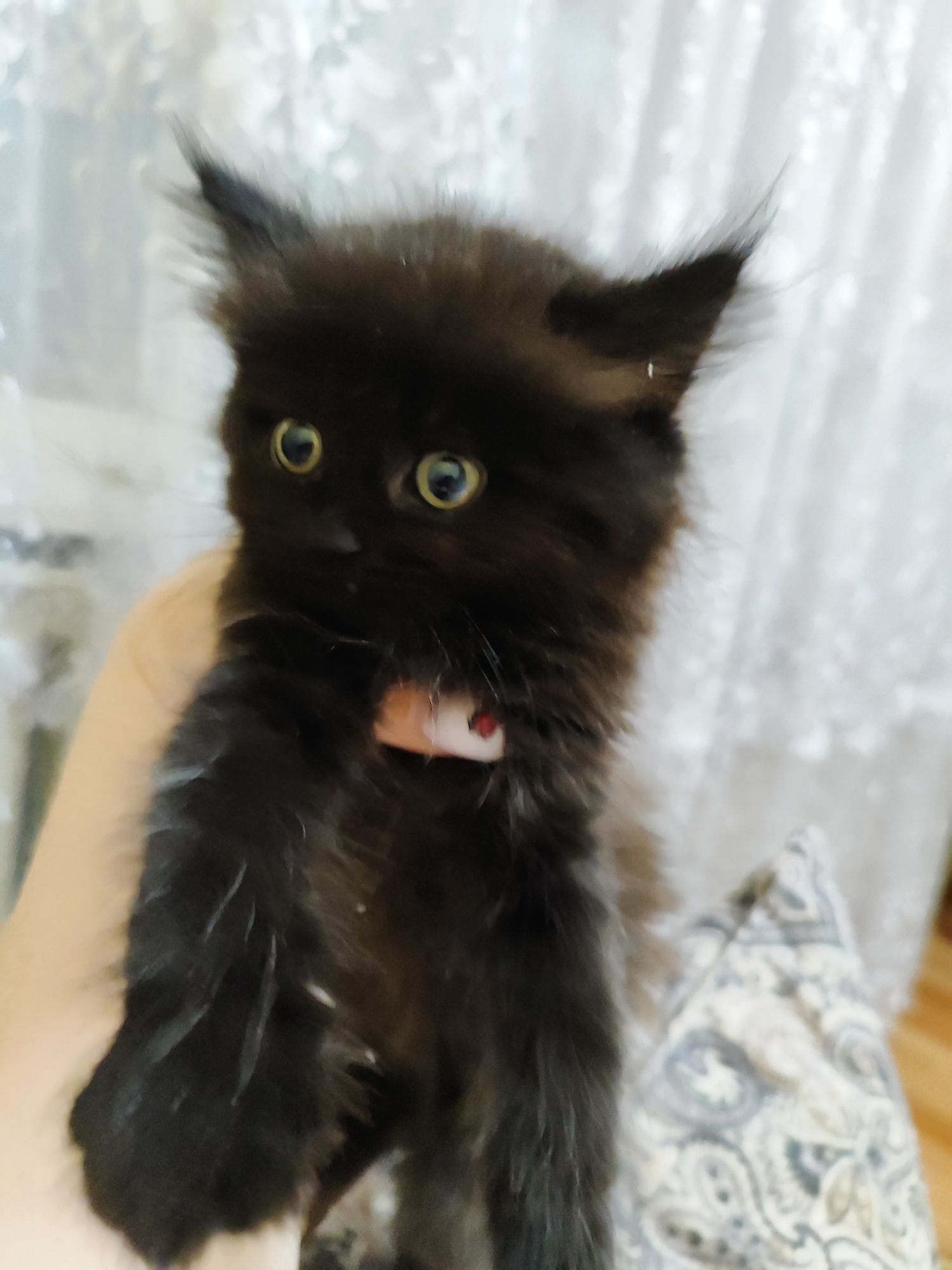 Котята ищут дом!