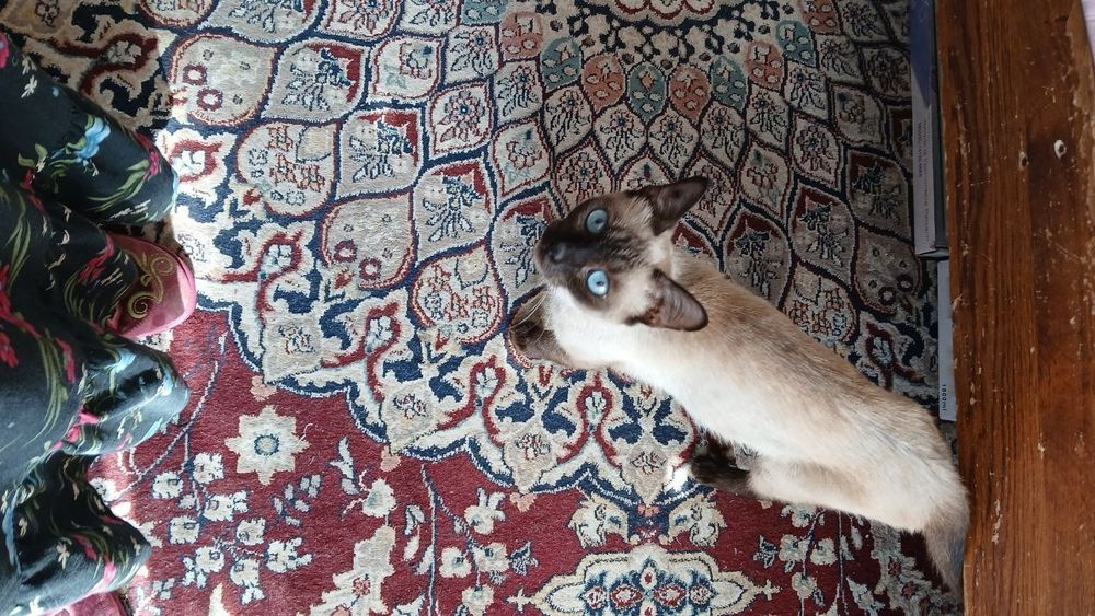 Сиамская кошка. Ақлли, меҳрибон, 1ёшли қиз бола