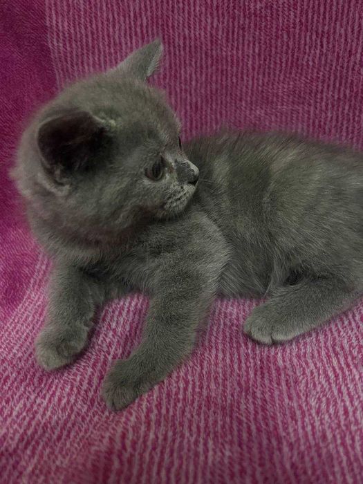 Мальчик британская скоттиш страйт..Возраст 1.5 месяца.К лотку приучен