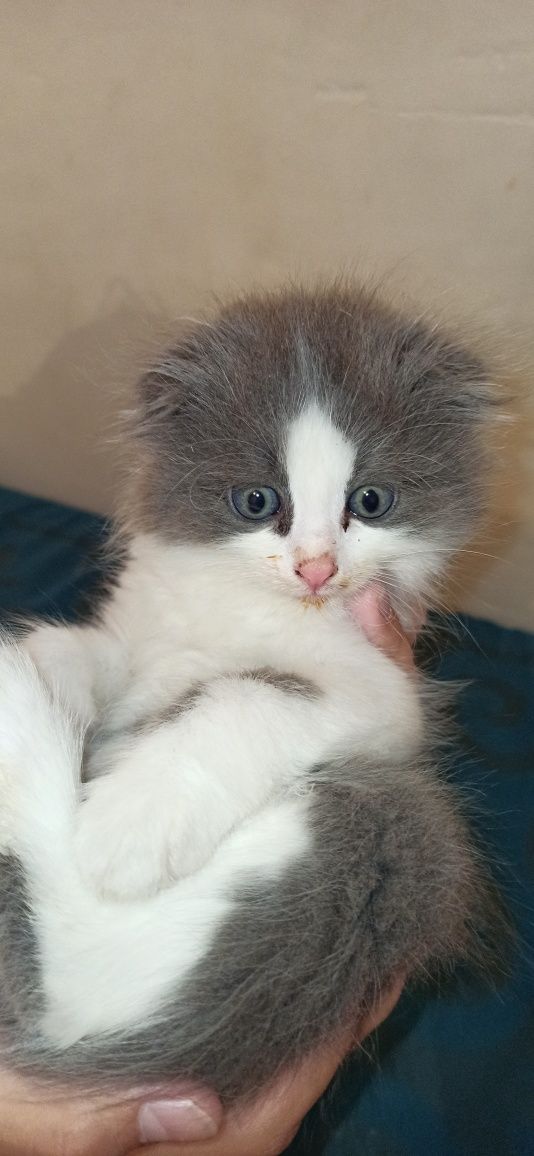 Вислоухий котенок. Хайленд фолд.