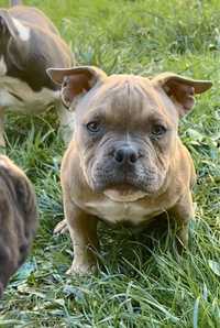 Mascul American Bully