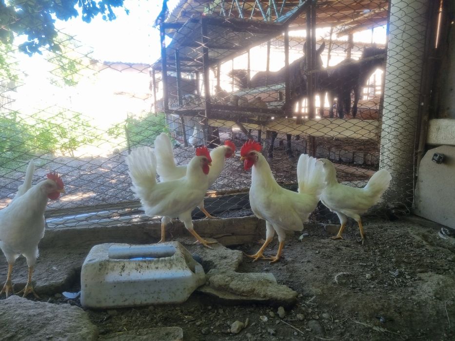 Легорн Стандарт қораз