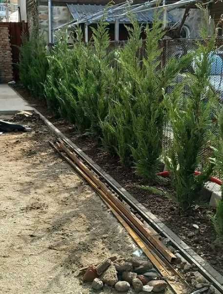 Leylandii Cupressocyparis – Barieră naturală verde tot anul!