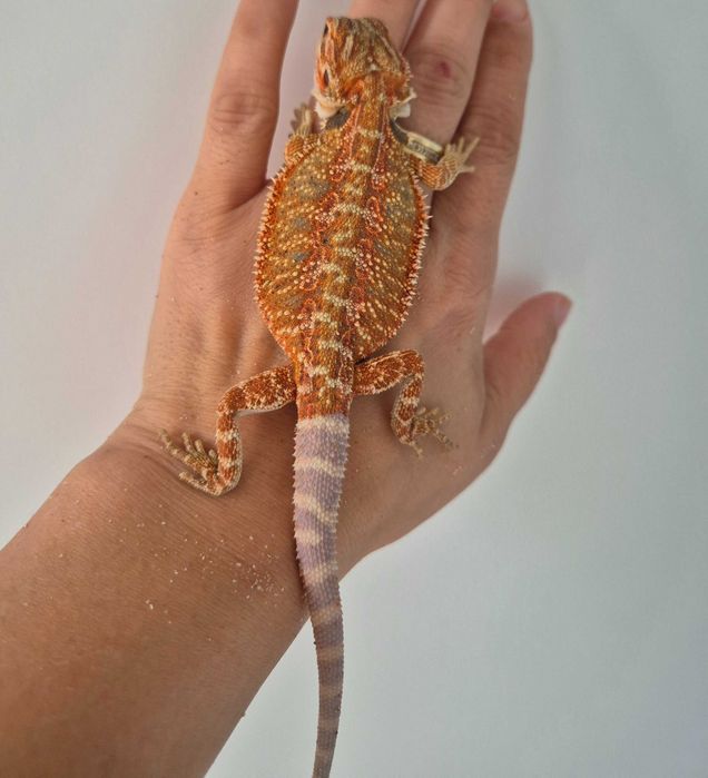 Pui de agamă cu barbă