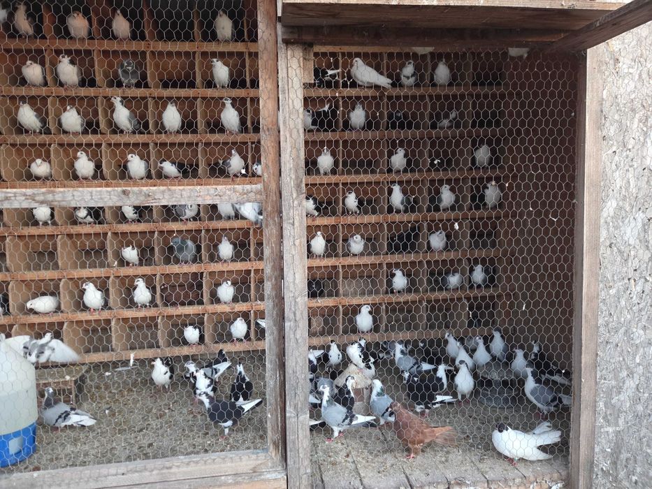 Vand gaini pitice si porumbei.