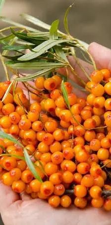 Облепиха 800 тг