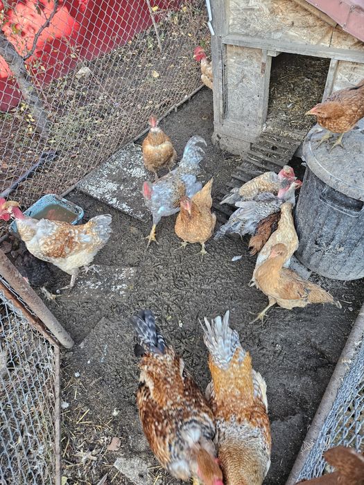 Gaini si cocosi rasa mixta sau/si oua