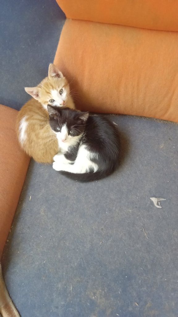 Donez  2 pui de pisicuță  mănăcă  deja