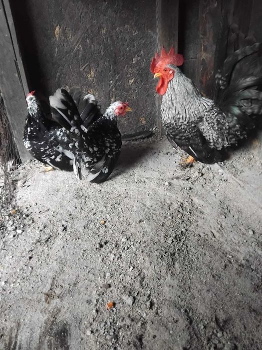 Vand  Gaini Cochinchina.