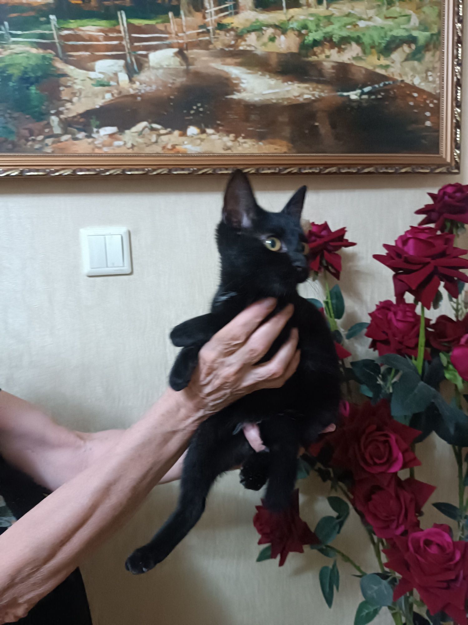 Котёнок в добрые руки!