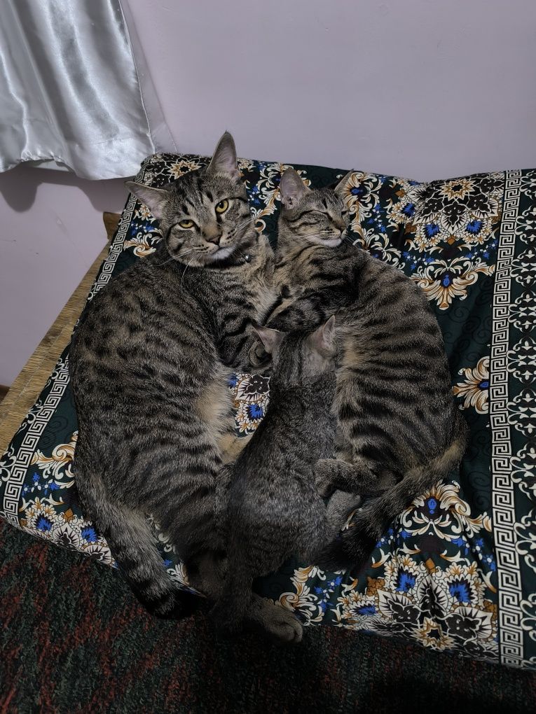 отдам кошке в хорошие руки