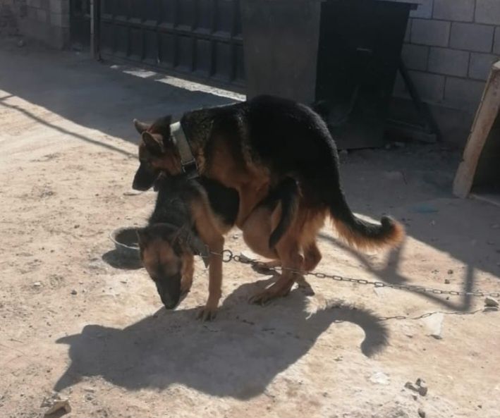 Вязка   овчарка  ..