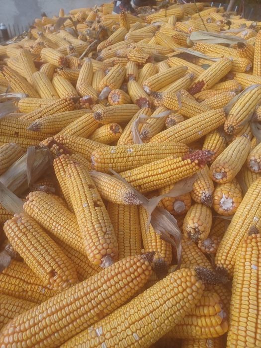 Vand porumb stiulete, soi pioneer, recolta 2025