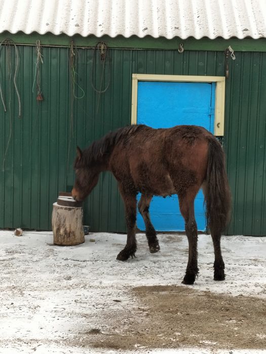 Продам тай с откорма