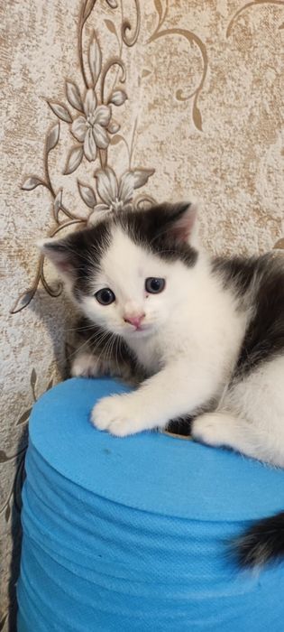 Котенок от кошечки сибирской породы