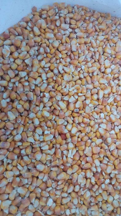 Кукуруза кормовая по 100 тенге за кг